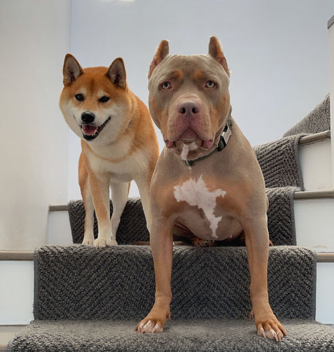 Kaito and Kona - inspiration for chili oil sauce
